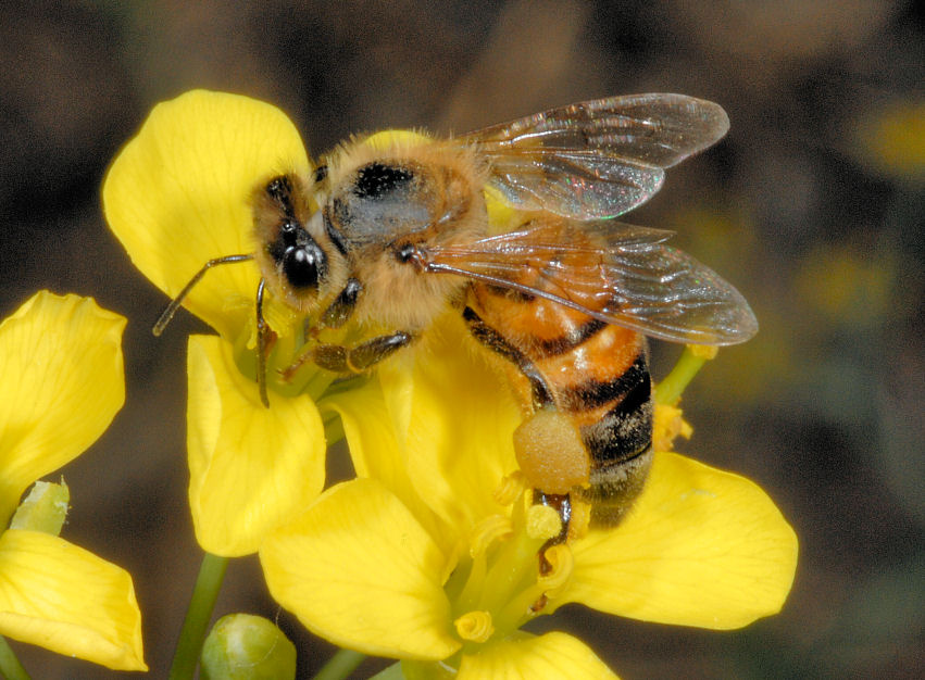 Farfalle, anche in volo!